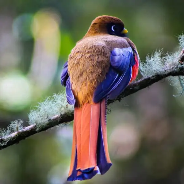 Avistamiento de aves